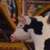 Everyone's Drinking from the Sacred Cow